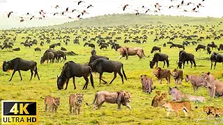 4K African Wildlife : The World's Greatest Migration from Tanzania to Kenya | Wildlife Kingdom