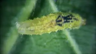 Многоядные хищники HD