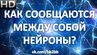 Как сообщаются между собой нейроны. Нейромедиаторы.