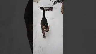 Кот Чувачок тропинки лапками натаптывает 