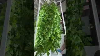 Restaurant that features an indoor aeroponic vertical farm. 
