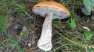 Подосиновики  собираю в лесу 🍄🍄🍄