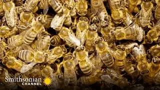 Being Queen Bee Doesn’t Mean a Life of Luxury in the Hive 🐝 Smithsonian Channel