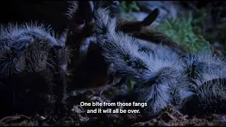 Tarantula Mating : trying not to die (2020) HD