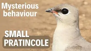 Small Pratincole deception behaviour