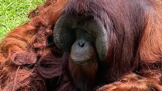 Old orangutan 🦧 in zoo #animals_rise #animalslovers #safari #zoo