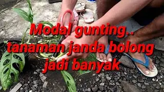 Cara mudah memperbanyak tanaman hias janda bolong