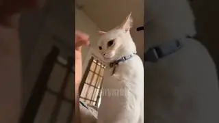 😂funny animal videos that i found for you #55😂