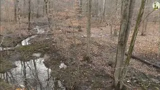 Выстрел по лисе с лука,охота с луком и манком!Shooting a fox from a bow,hunting with a bow and decoy