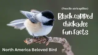 Fun Facts of Black-capped Chickadee / black capped chickadee North America Beloved Birds /