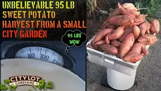 Harvest 95 lbs of Sweet Potatoes in a Small City Garden! Tips for Massive Yields