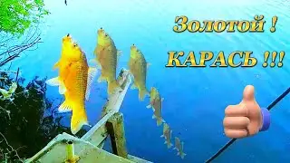 ЛОВЛЯ КАРАСЯ (САЗАНА , КАРПА) НА ФИДЕР. Секреты наживки, привады, монтажа...