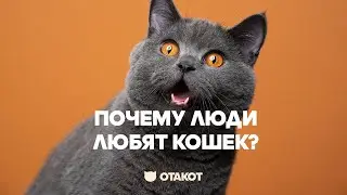 Почему человеку нравятся кошки? / ОТАКОТ