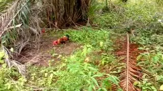 HAMPIR DI MAKAN B4B1//PIKAT AYAM HUTAN TERLAMPAU SEDUT