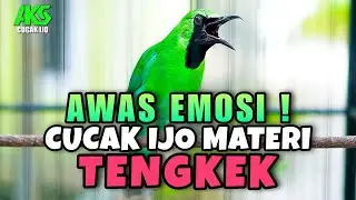 CUCAK IJO GACOR ISIAN TENGKEK UDANG NGOTOT COCOK BUAT PANCINGAN DAN MASTERAN IJO LAIN AGAR JAMTROK