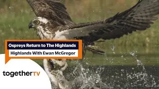 Ospreys return to the highlands for spring | Highlands With Ewan McGregor | Together TV