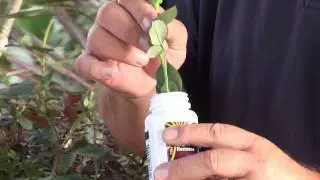 How to Grow a New Rose Bush From a Cutting