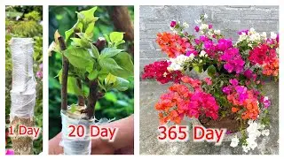 This is how to make your bougainvillea plant bloom in many colors in the same pot