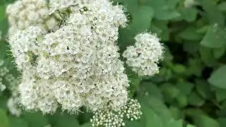 6 Blooming Shrubs for Late Spring Early Summer