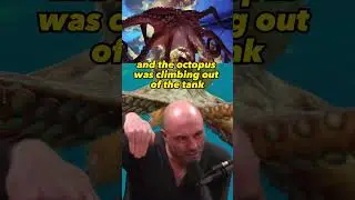 The Mind-Blowing Intelligence of Octopuses | Joe Rogan Experience with Roger Penrose 