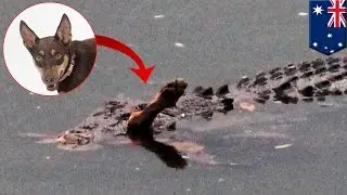 Crocodile and dog: Reptile digests Kelpie pooch in Queensland, Australia - TomoNews