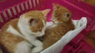 Шок. Я не могу понять, как такое возможно. Они слепые 😳