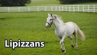 Majestic White Horses: The Spanish Riding School of Vienna