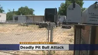 Did Pit Bull Behind Fatal Attack In Stockton Have Rabies?