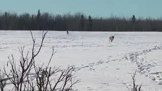 Very cool coyote double.