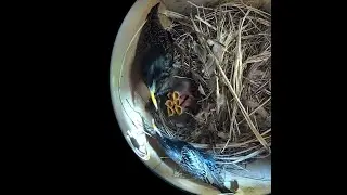 Joes Scanner: The birds (Starlings) Busy parents (2025-05-14 am)