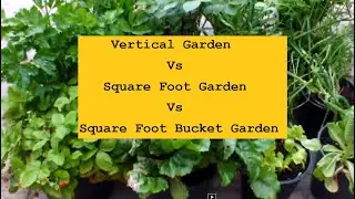 Vertical Garden Vs Square Foot Garden Vs Square Foot Bucket Garden. Fresh Home Grown Vegetables