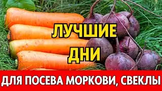 Когда сеять морковь, свеклу, редис весной 2024 по лунному календарю. Лунный посевной календарь 2024