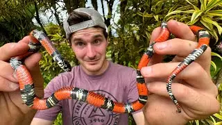 Snake Hunting in Costa Rica!