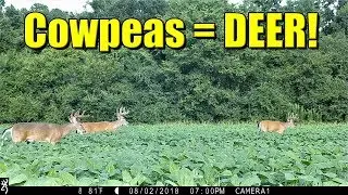 Cowpeas For Deer!  Update With Deer Pics & Video!