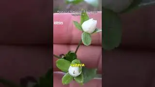 Красота природы - Цветущая черешня  