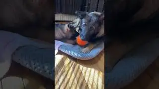 She doesn't want to share her ball to her son!🤪🤪🤪 #cutedogs #funnydogs #dogs #germanshepherd