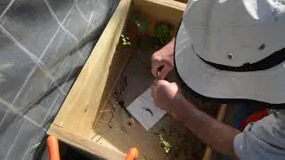 Potting Up Rooted Cuttings From The Propagation Frame!  Episode 50