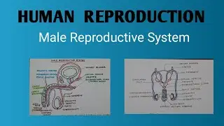 Human Reproduction. Male Reproductive System part 1.