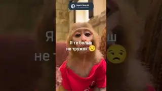 ТЫ МНЕ БОЛЬШ НЕ ПОДРУЖКА 💔 #monkey #обезьяна #omegaland #rek #funny #а4 #прикол #юмор #animals #юмор