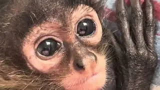 JUVENILE SPIDER MONKEY LIKELY TRAFFICKED DURING THE CURRENT ADMINISTRATION HAS STRONGYLES FROM HOME