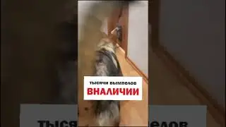 незванный гость, хуже кота🤣🤣🤣