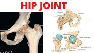 Hip Joint