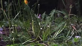 Обыкновенные  щеглы (Carduelis carduelis) кормятся семенами одуванчика (Taraxacum officinale).