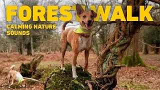 [NO ADS] Dog TV for Dogs to Watch 🐕 Virtual Dog Walk with Nature Sounds 🌲 Calming Videos for Dogs