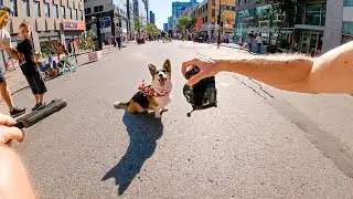 Capturing Montreal's Corgi Craze 📸🐾