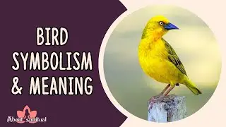 Bird Symbolism and Meaning: Spiritual Meaning of Birds