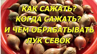 Когда сажать, как сажать и чем обработать лук севок при посадке в открытый грунт.