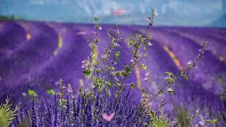 lavender fields intro video