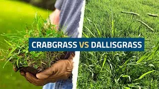 Crabgrass vs Dallisgrass: Understanding the Differences and Effective Control Methods