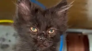 Чумазый чертёнок Чепусик полгода назад 🐈‍⬛ 